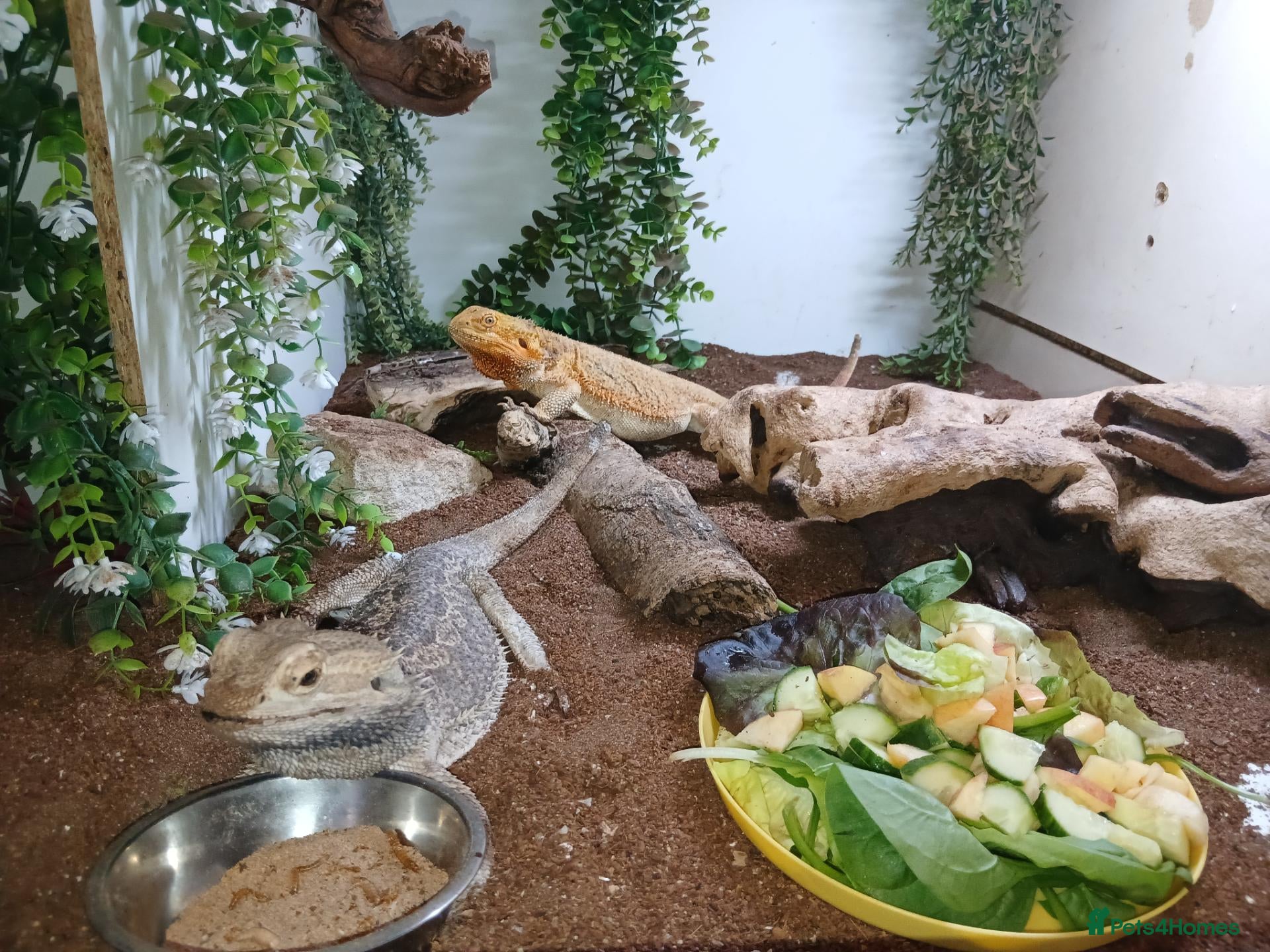 Bearded Dragon reptiles Breeding pair of beadies - Advert 10