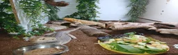 Bearded Dragon reptiles for sale: Breeding pair of beadies - Advert 1