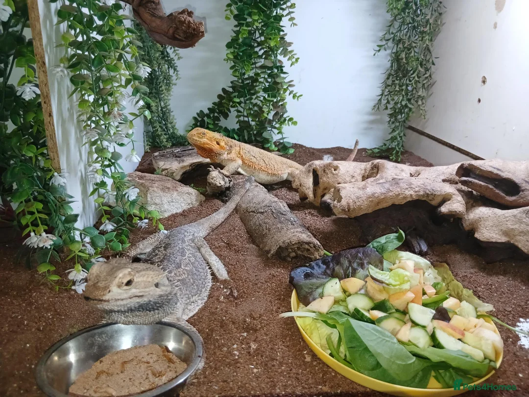 Bearded Dragon reptiles for sale: Breeding pair of beadies - Advert 1