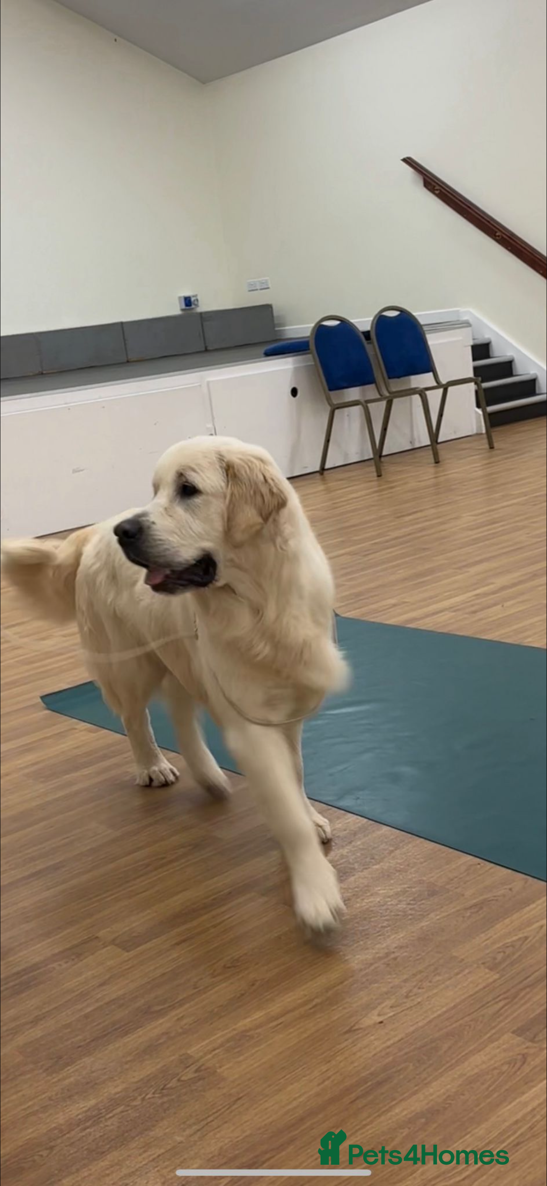 Golden Retriever dogs for sale: Health Tested Parents cream Golden Retriever Puppy - Advert 5