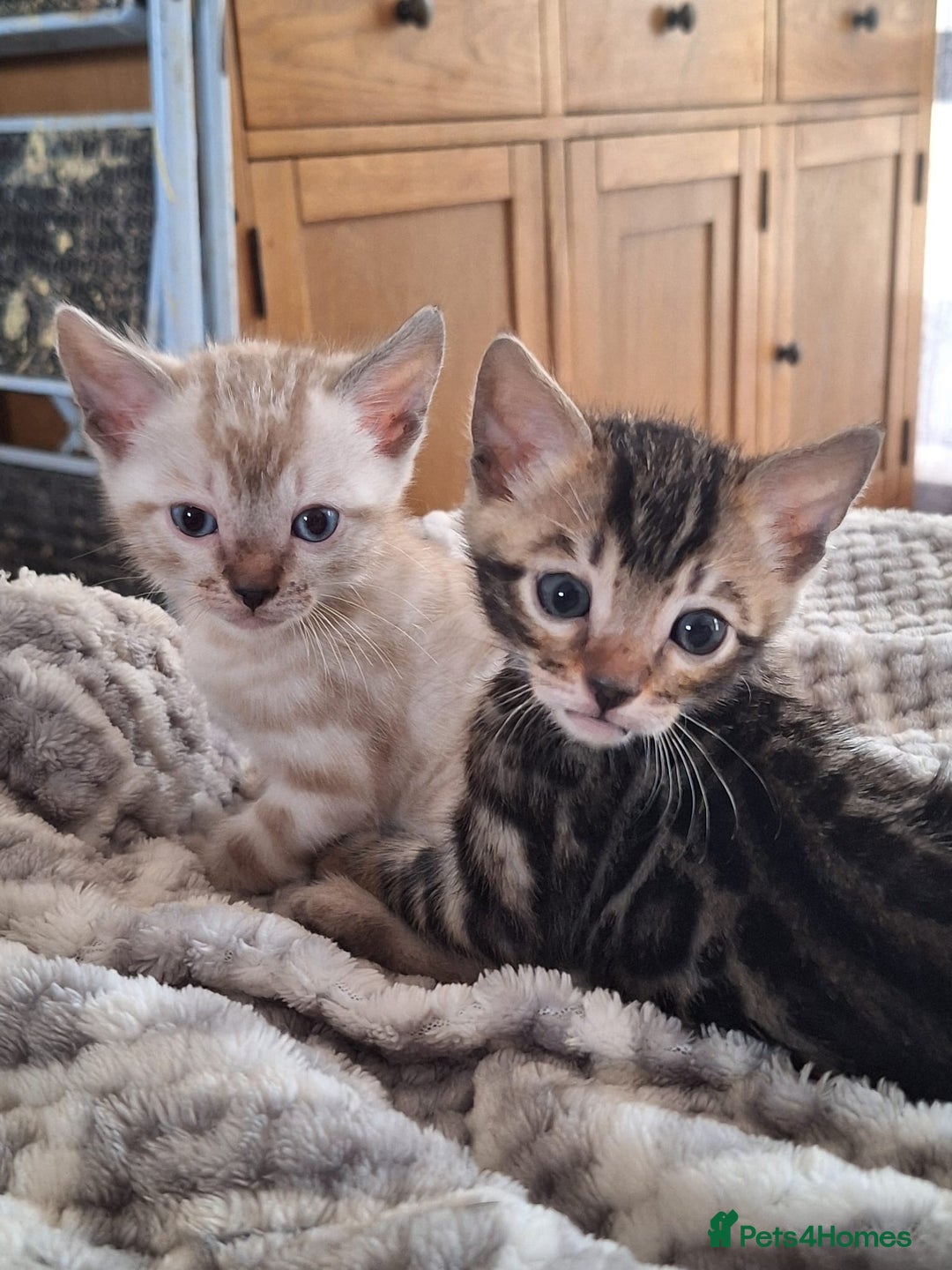 Bengal cats for sale: Beautiful bengal kitten - Image 5
