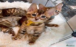 Toyger cats for sale: Full Pedigree Toyger Kittens Last Litter of 2025 - Image 31