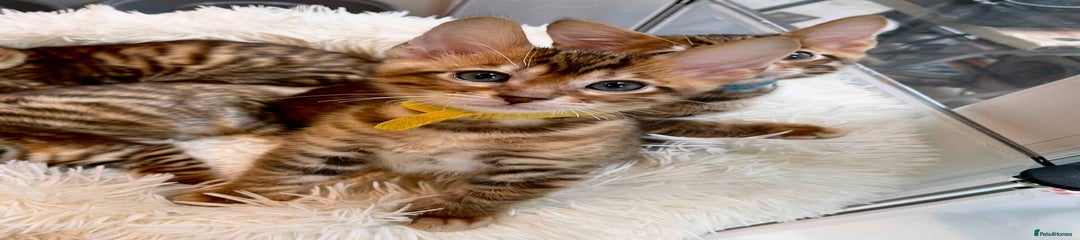 Toyger Kitten 6