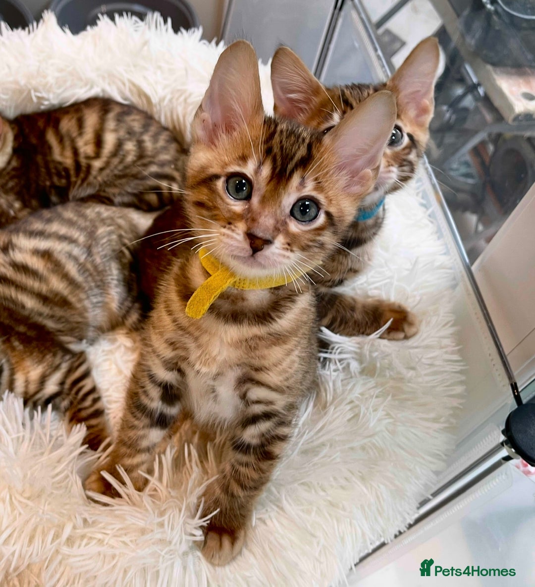 Toyger cats for sale: Full Pedigree Toyger Kittens Last Litter of 2025 - Image 31