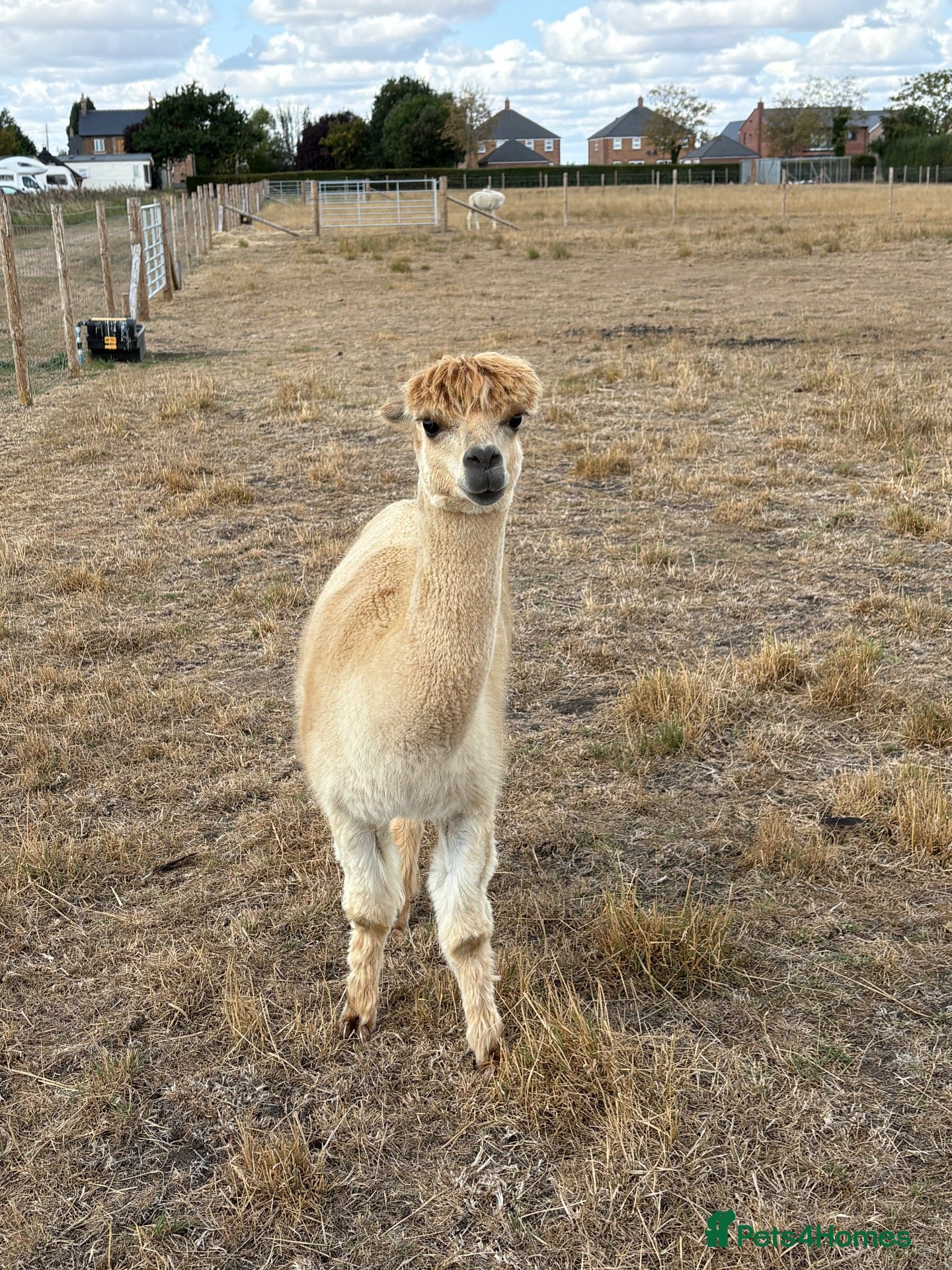Alpaca livestock Male alpaca  - Advert 2