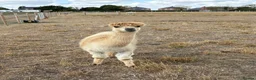 Alpaca livestock for sale: Male alpaca  - Advert 2