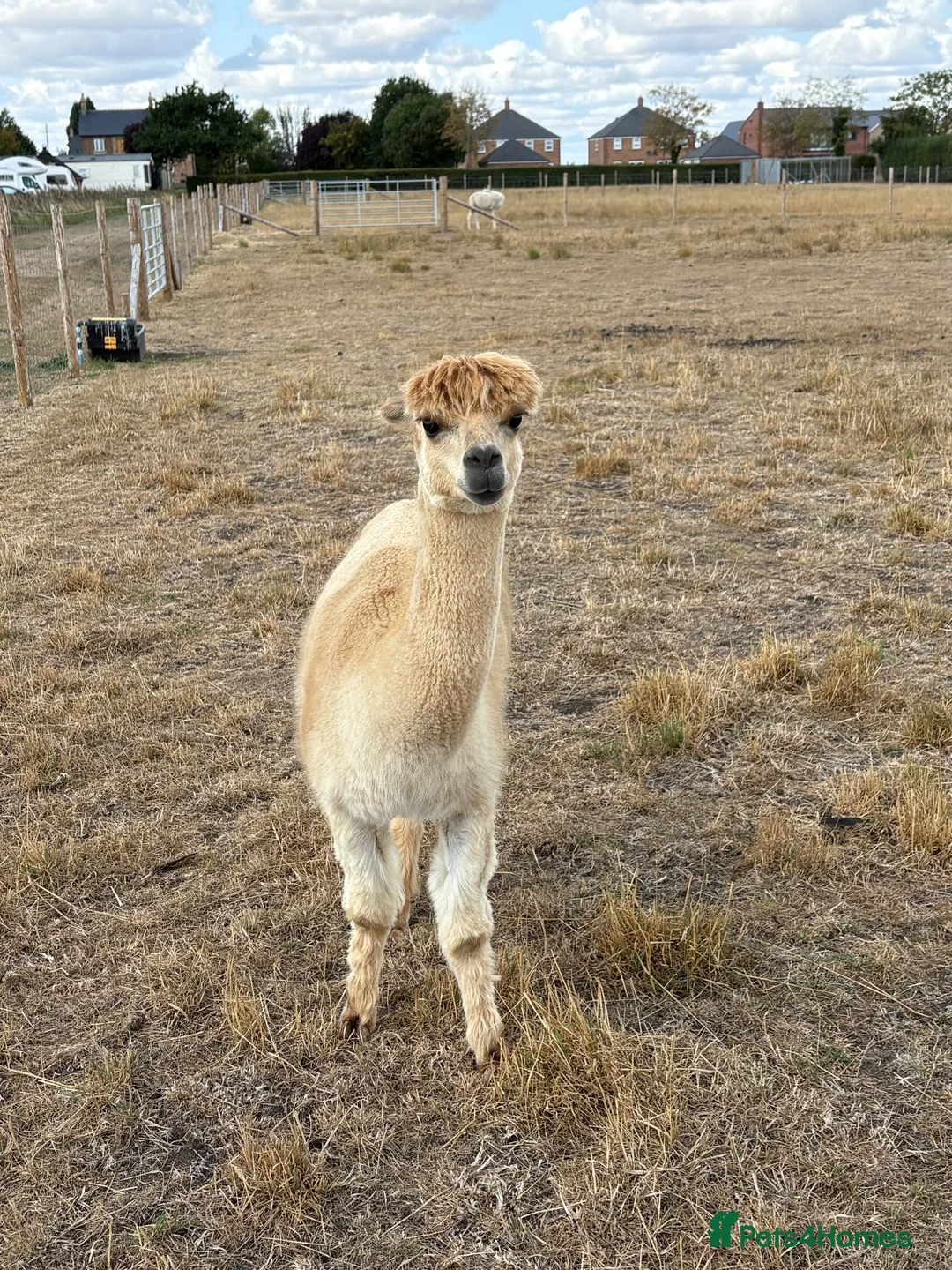 Alpaca livestock for sale: Male alpaca  - Advert 2