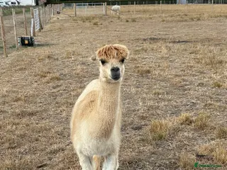 Alpaca livestock Male alpaca - Advert 2