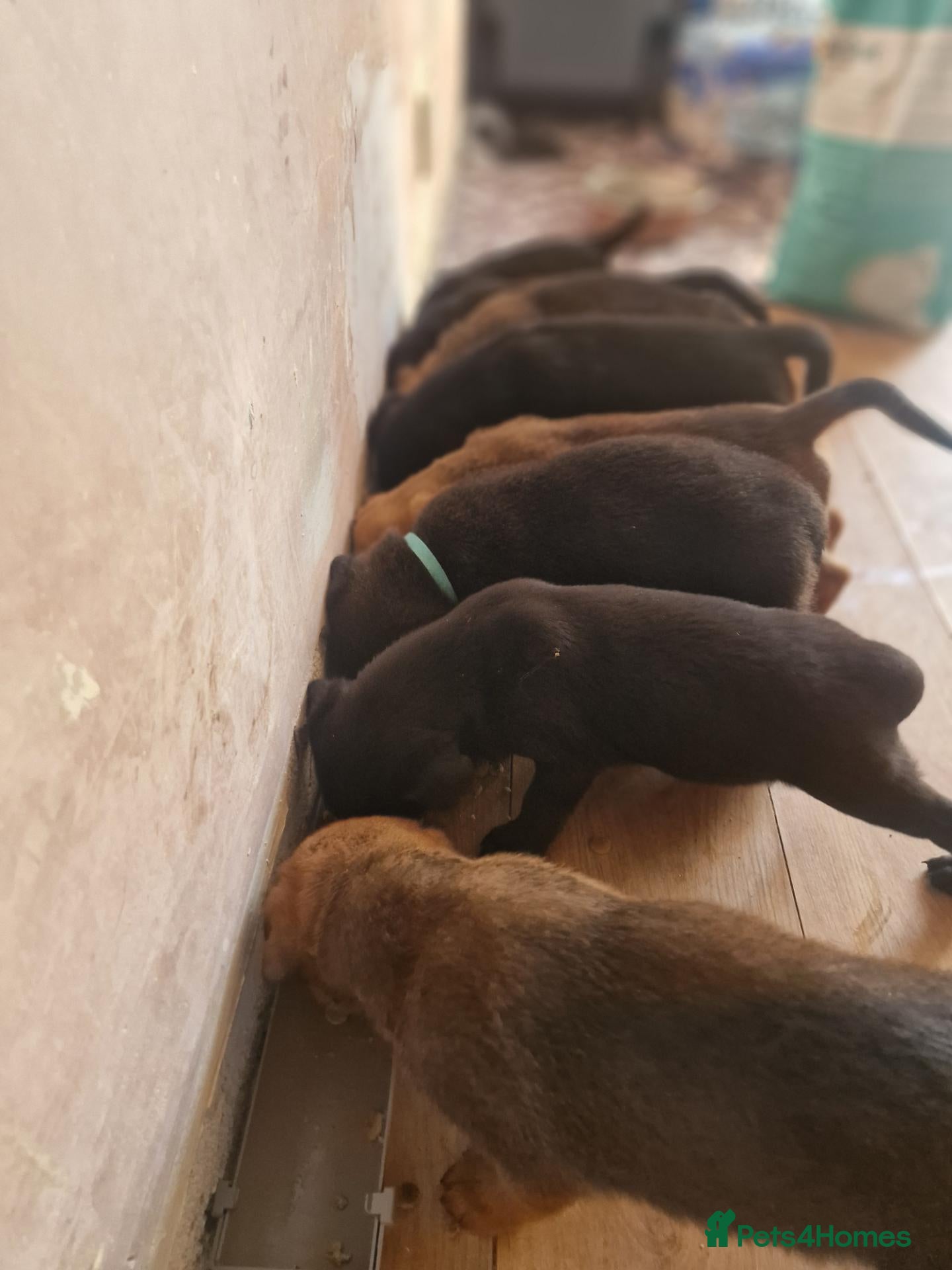 Mixed Breed dogs Beautiful Rottweiler Cross Puppies  - Advert 3