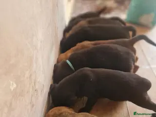 Mixed Breed dogs Beautiful Rottweiler Cross Puppies - Advert 1