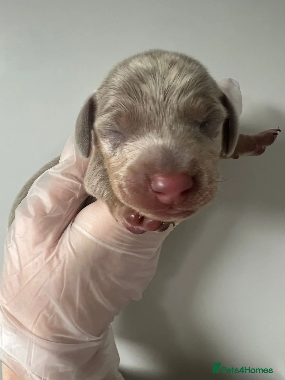 Miniature Dachshund dogs for sale: Beautiful KC Registered Minature Dachshunds  in Portsmouth - Advert 10