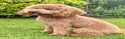 Mini Goldendoodle dogs for sale: NOV pups by POLICE dog trainer & Licensed Breeder - Advert 21