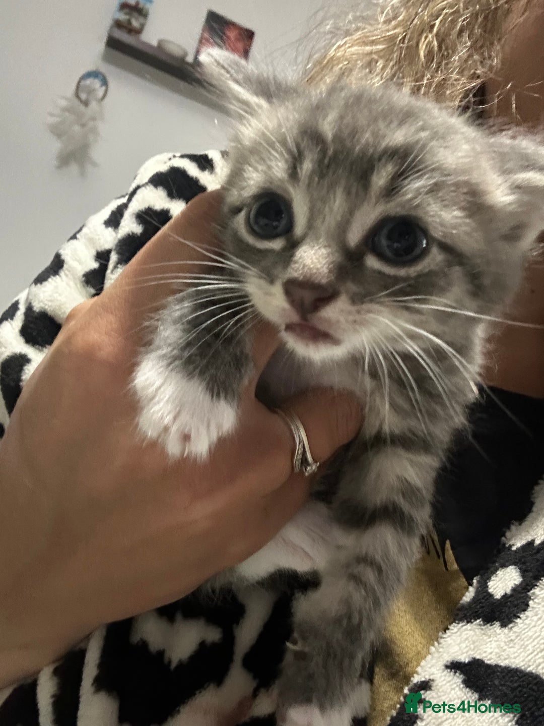 Brazilian Shorthair cats for sale: Kittens for sale  - Image 11