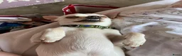 Chihuahua dogs for sale: Chihuahua dog sale  - Advert 4