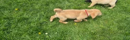 Labrador Retriever dogs for sale: Beautiful and handsome lab puppies - Advert 11