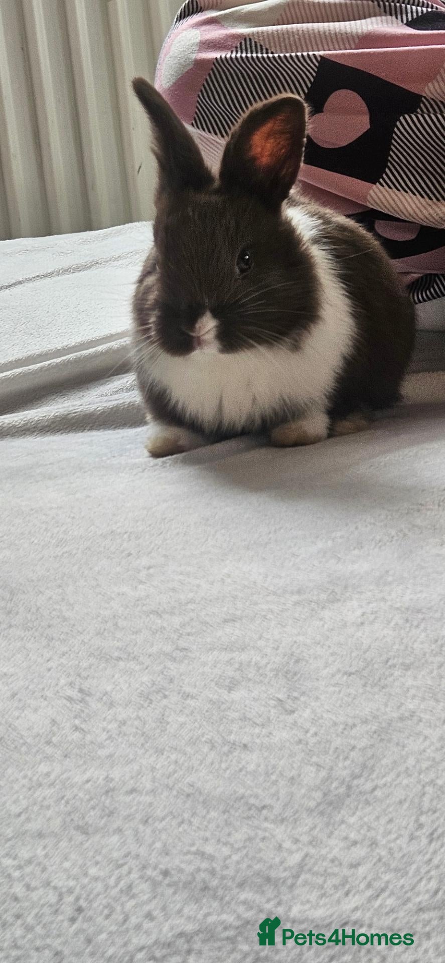 Mixed Breed rabbits for sale: They are mix rex and Dutch.🥰 - Advert 1
