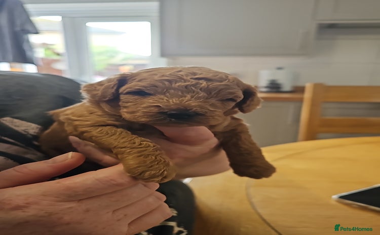 Jackapoo dogs - Advert 1