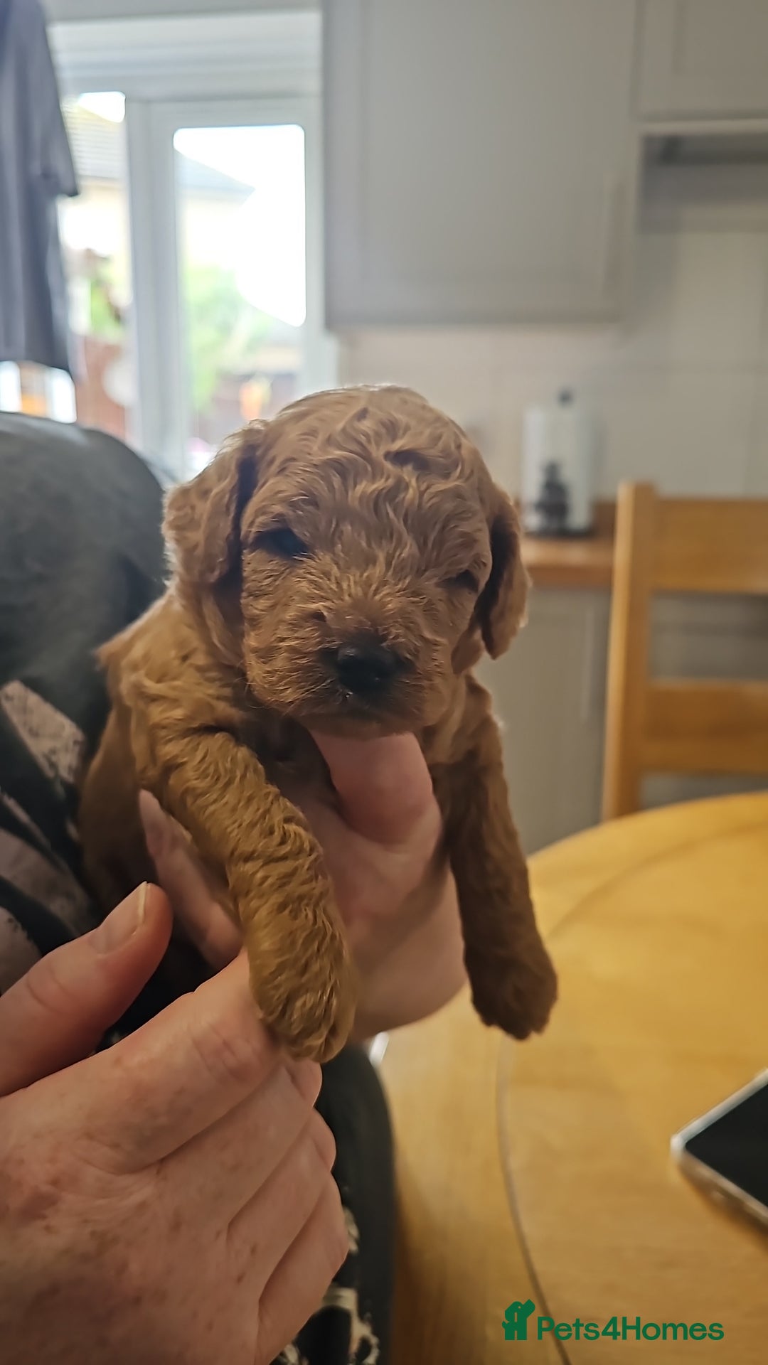 Jackapoo dogs for sale: 3 Beautiful F1B Jackapoo puppies. - Image 1