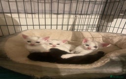 Mixed Breed cats for sale: 4 beautiful kittens ready in 2 weeks  - Image 11