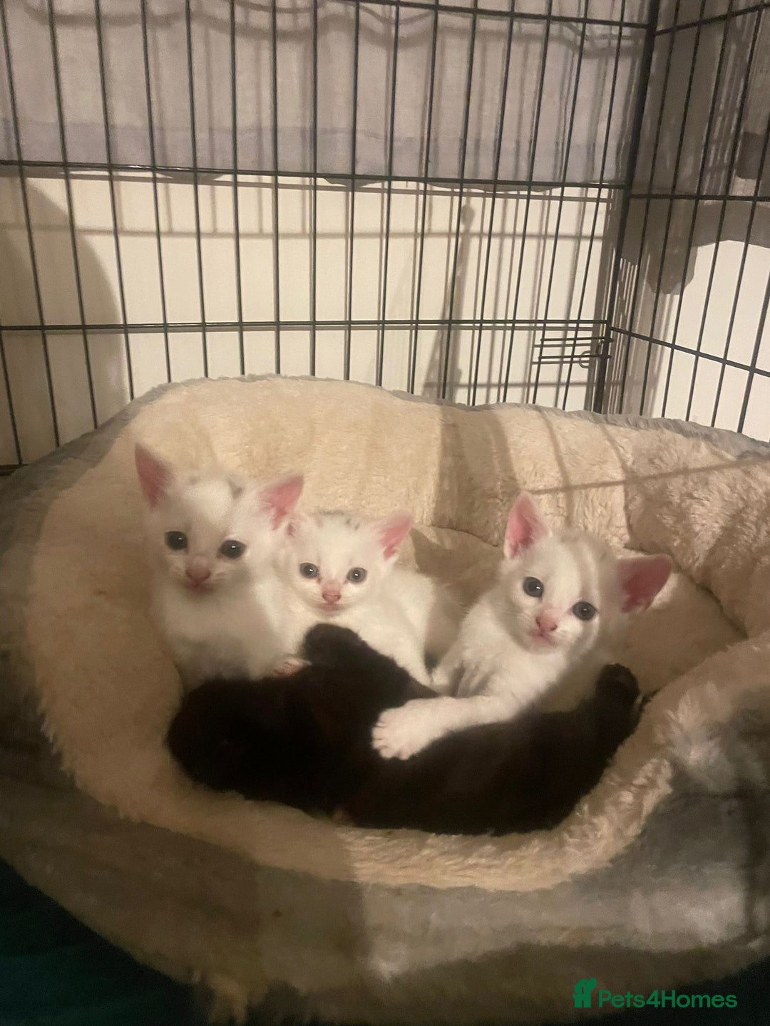 Mixed Breed cats for sale: 4 beautiful kittens ready in 2 weeks  - Image 11