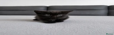 Black Female Kitten