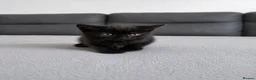 Domestic Shorthair cats for sale: 3 Adorable Female Kittens Ready Soon - Advert 3