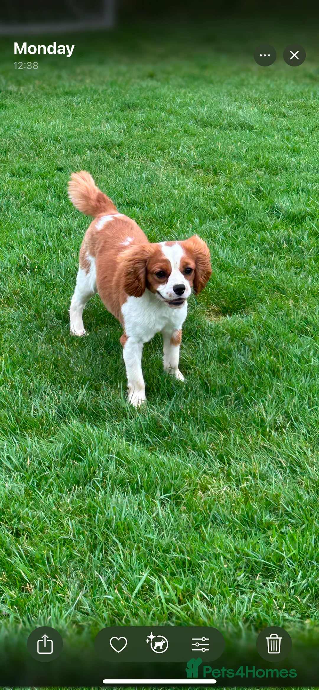 Cavalier King Charles Spaniel dogs for stud: Beautiful Cavalier King Charles for stud  in Kelso - Advert 2