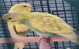 Budgerigars birds for sale: 2 X YOUNG BUDGIES WITH CAGE  - Image 2