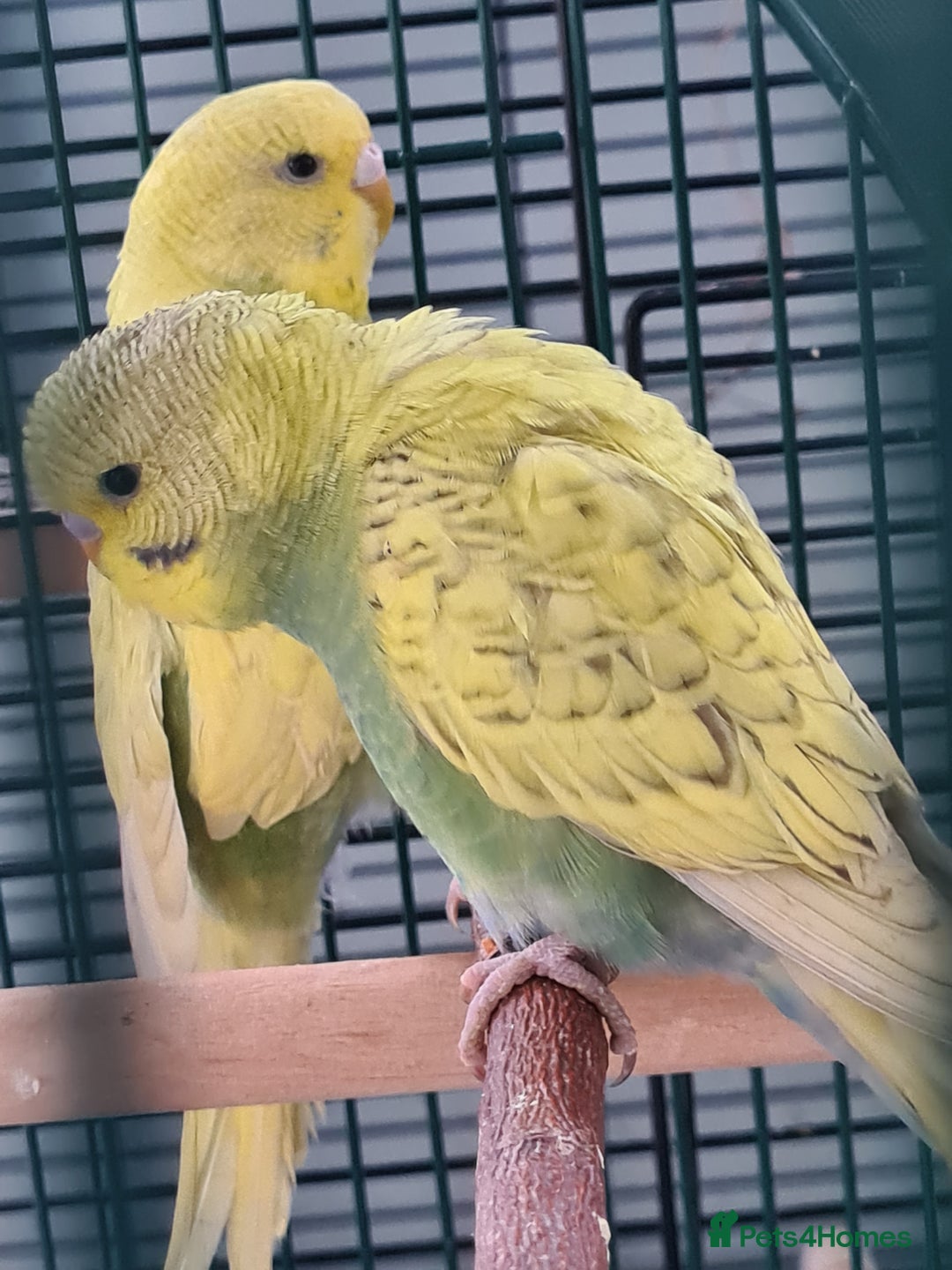 Budgerigars birds for sale: 2 X YOUNG BUDGIES WITH CAGE  - Image 2