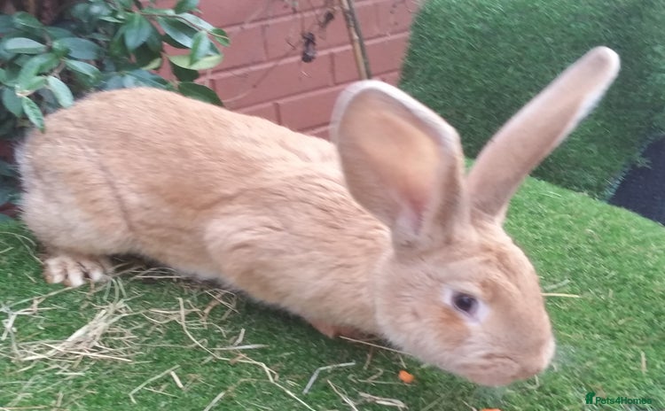 Continental Giant rabbits - Advert 3