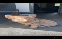 French Bulldog dogs for sale: Teddy bear floodle  - Image 22