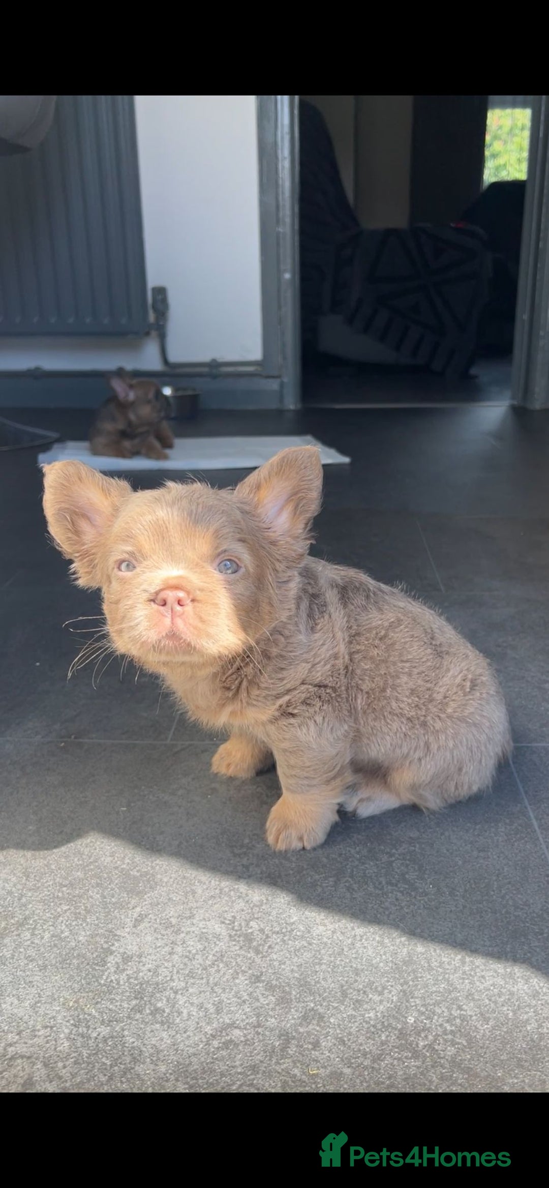 French Bulldog dogs for sale: Teddy bear floodle  - Image 22