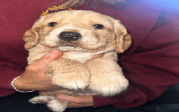 Cocker Spaniel dogs for sale: Working Cocker Spaniel Puppies - Image 6