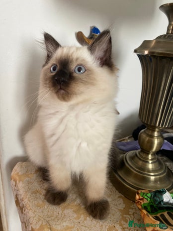 Ragdoll cats - Advert 3