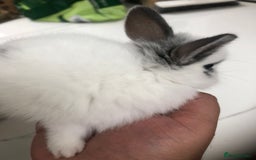 Netherland Dwarf rabbits for sale: Gorgeous Netherland Dwarf Rabbits 6 left 🐰 - Image 18