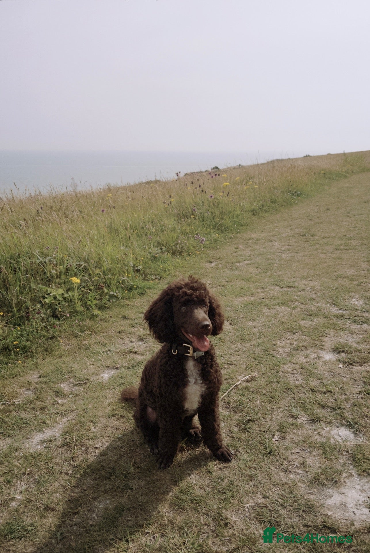 Miniature Poodle dogs Chocolate Miniature Poodle - Advert 4