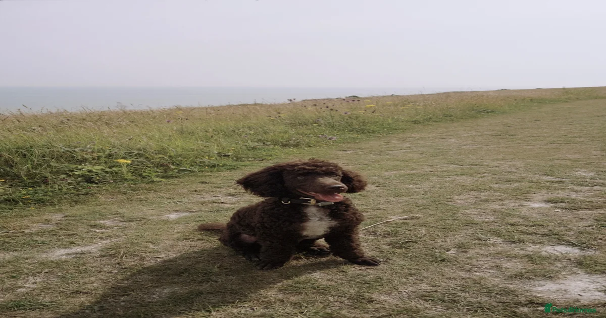 Chocolate Miniature Poodle for sale in London | Pets4Homes
