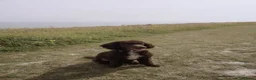 Miniature Poodle dogs for sale: Chocolate Miniature Poodle in London - Advert 1