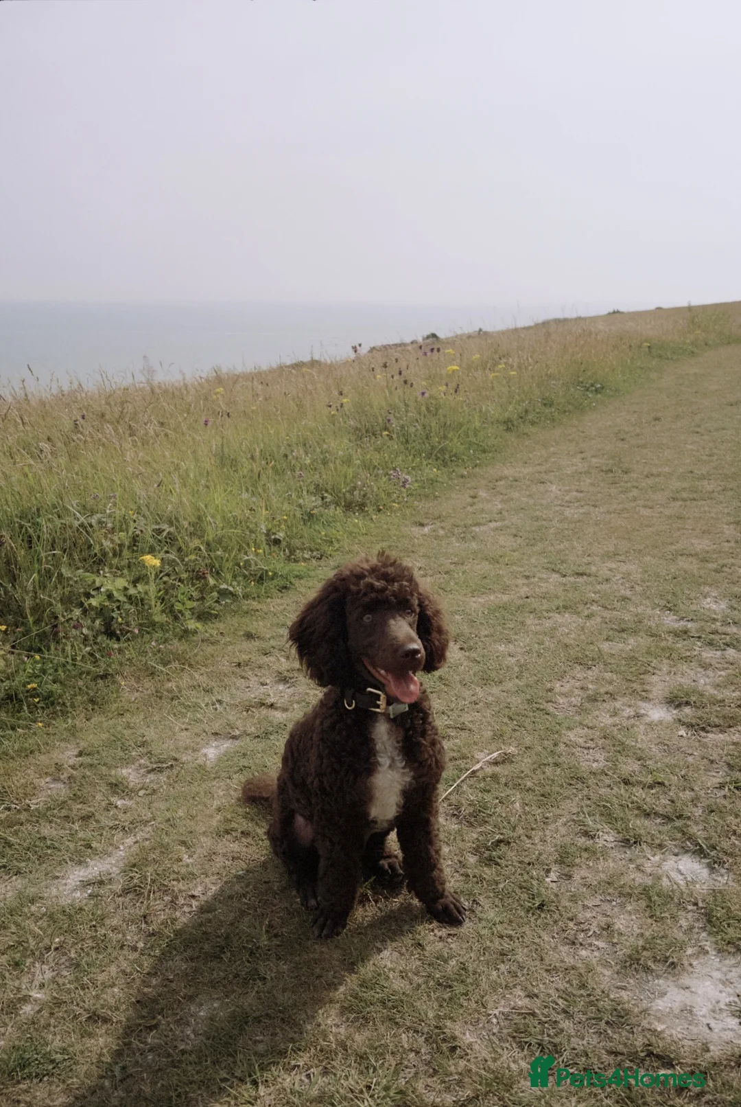 Miniature Poodle dogs for sale: Chocolate Miniature Poodle in London - Advert 1