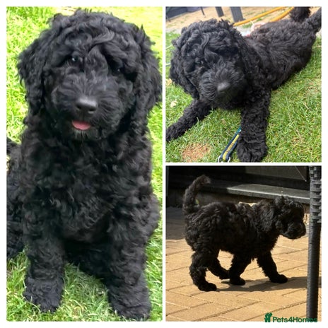 Australian Labradoodle dogs - Advert 1