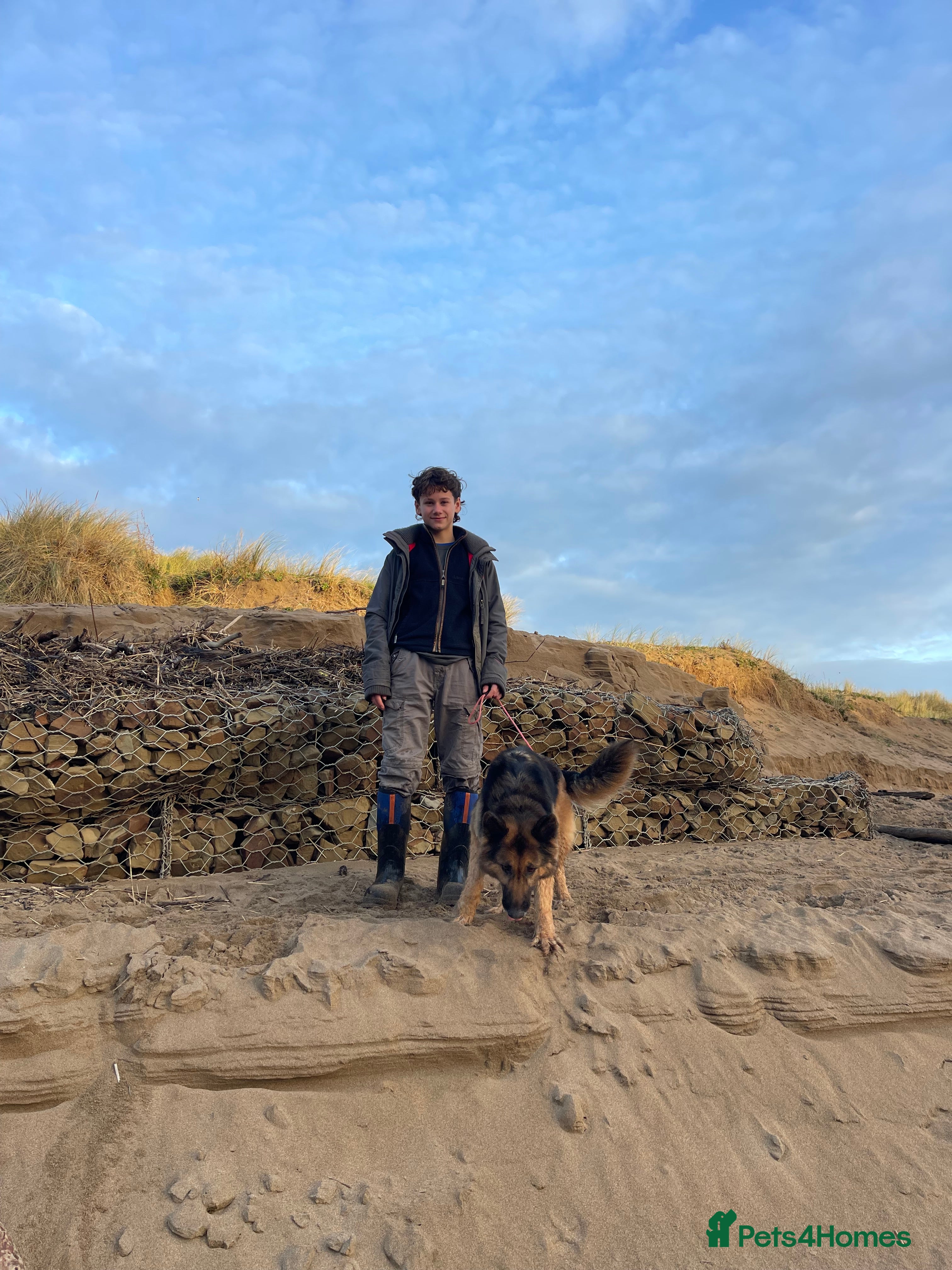 German Shepherd dogs 🐾 Meet Narla – Your Ultimate Adventure Partner 🌟 - Advert 5