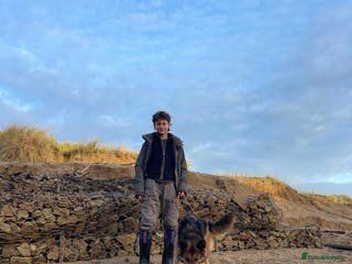 German Shepherd dogs 🐾 Meet Narla – Your Ultimate Adventure Partner 🌟 - Advert 11