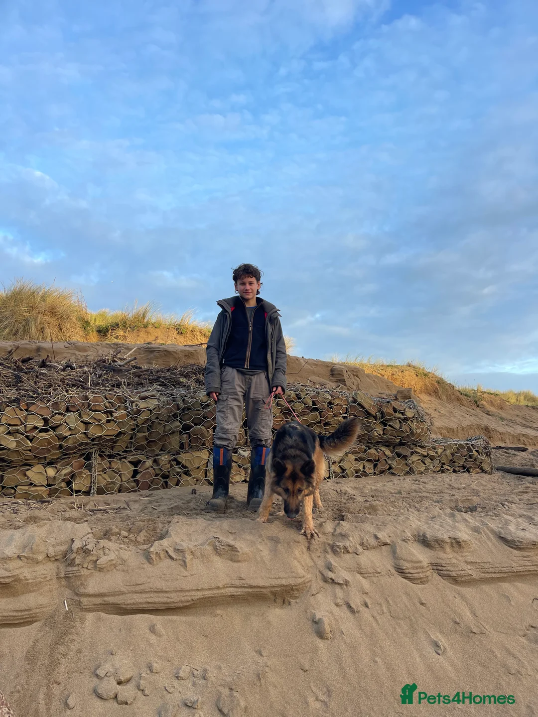 German Shepherd dogs for sale: Narla – German Shepherd Needs a Home - Advert 1