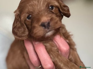 Cavapoo dogs - Advert 33