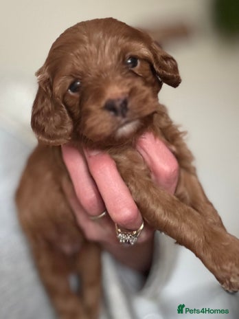 Cavapoo dogs - Advert 2