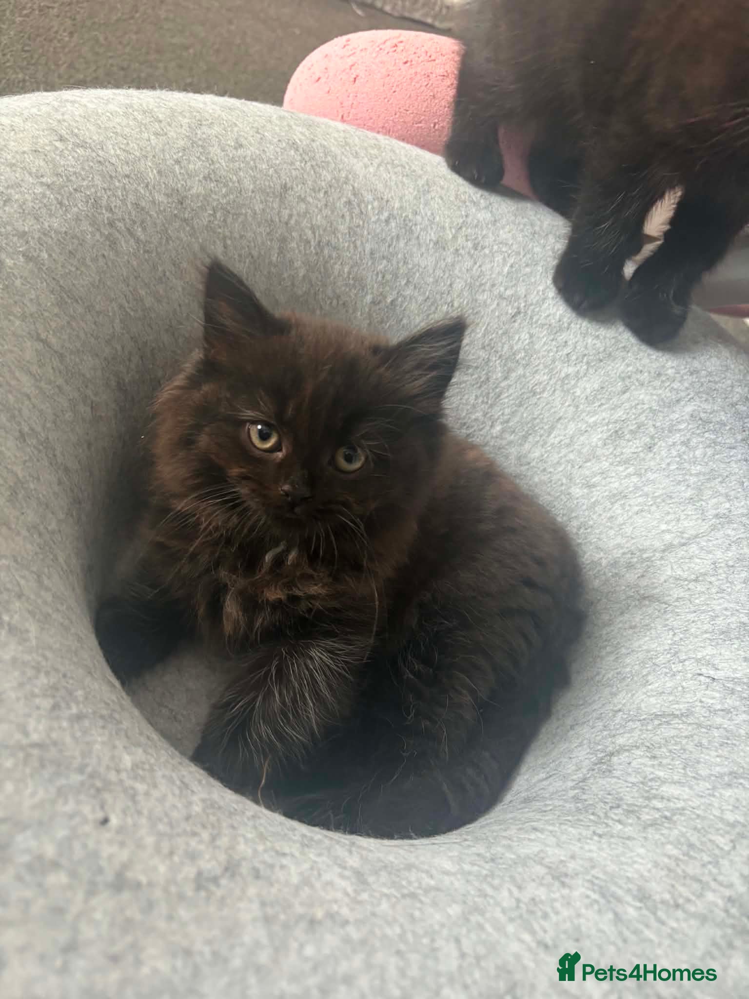 Mixed Breed cats 3 Kittens Available in Essex - Advert 1