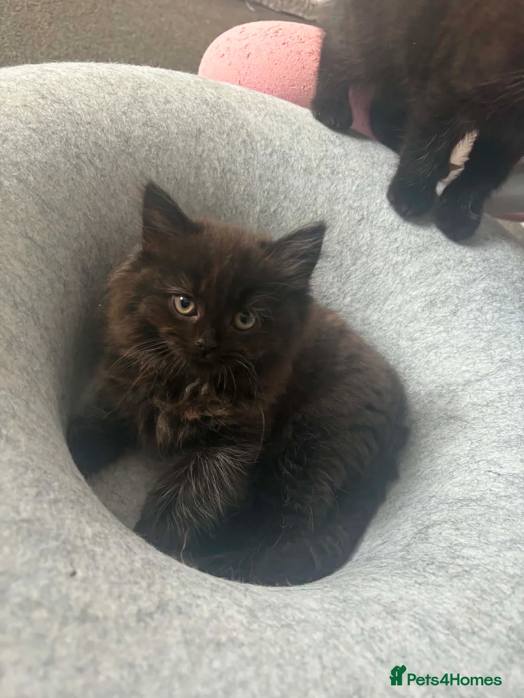 Mixed Breed cats for sale: 3 Kittens Available in Essex in Southend-on-Sea - Advert 1