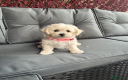 Bichon Frise dogs for sale: Bichon Frise Puppies  - Image 22