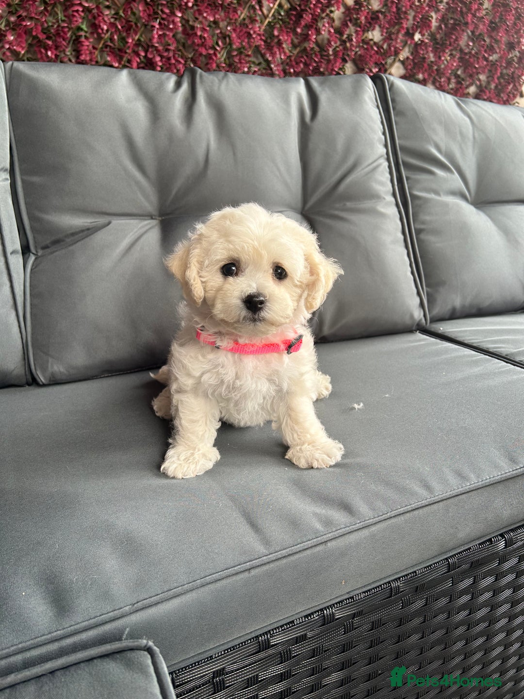 Bichon Frise dogs for sale: Bichon Frise Puppies  - Image 22