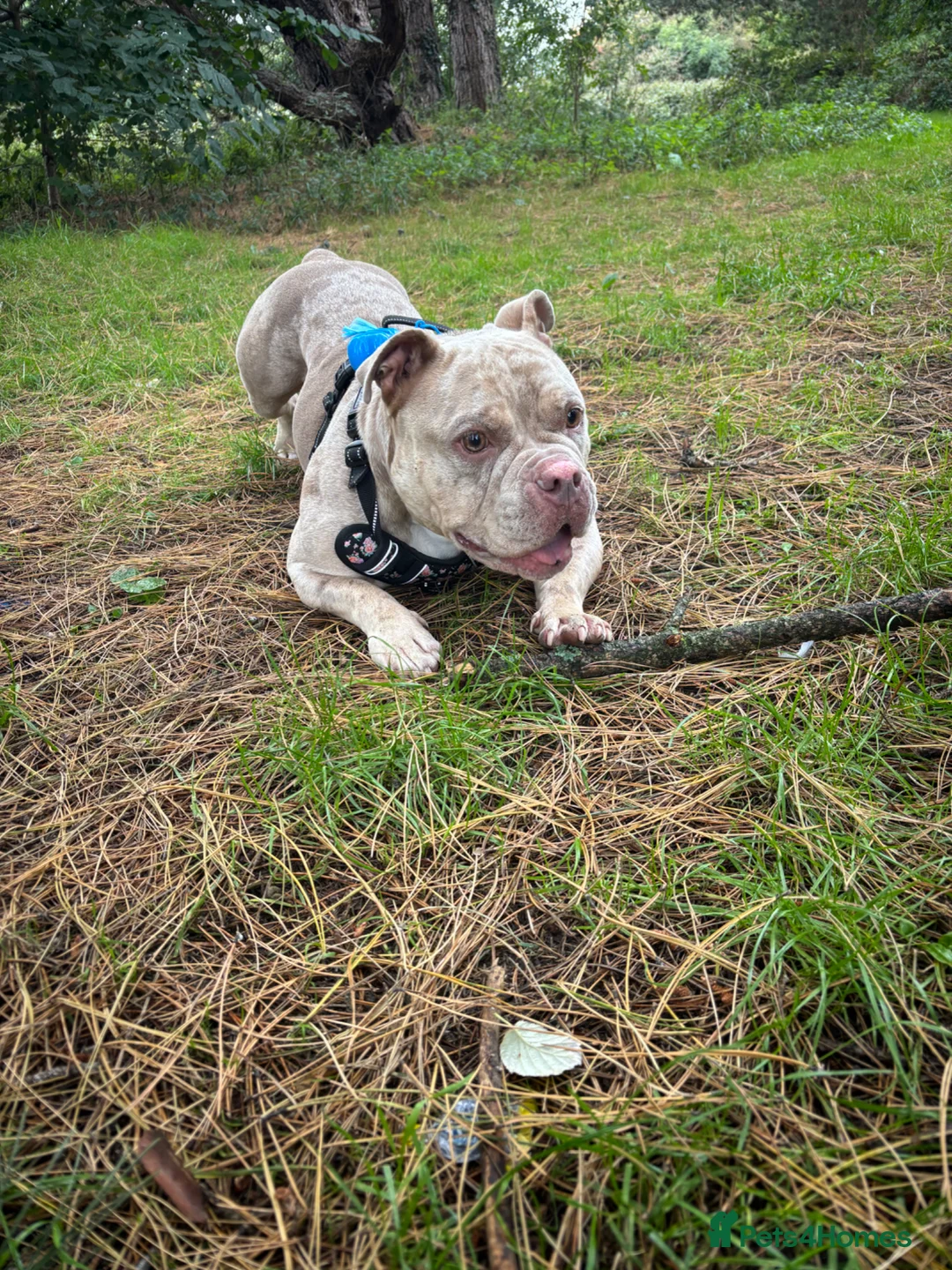 American Bully dogs for sale: Female pocket bully  - Advert 2